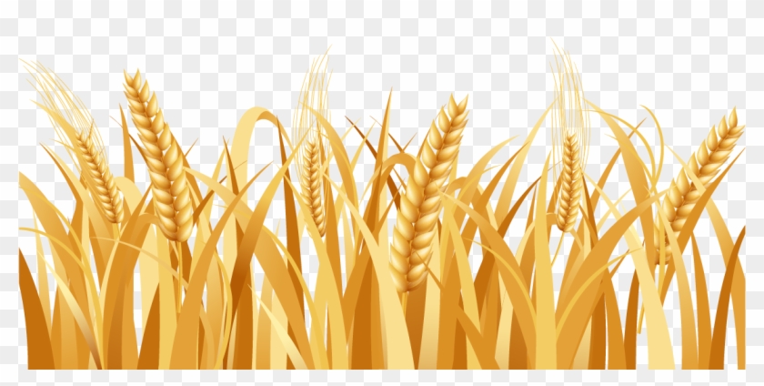 840x424 Image Free Library Barley Vector Wheat Plant