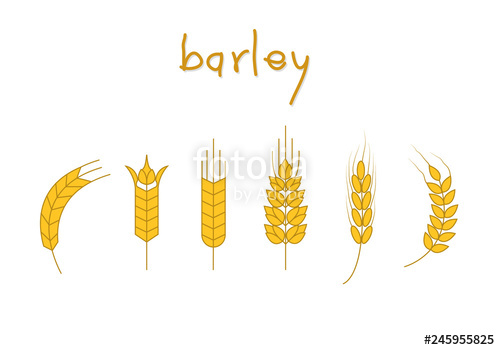 500x350 Set Of Barley Vector, Symbol Of Barley Illustration Stock Image