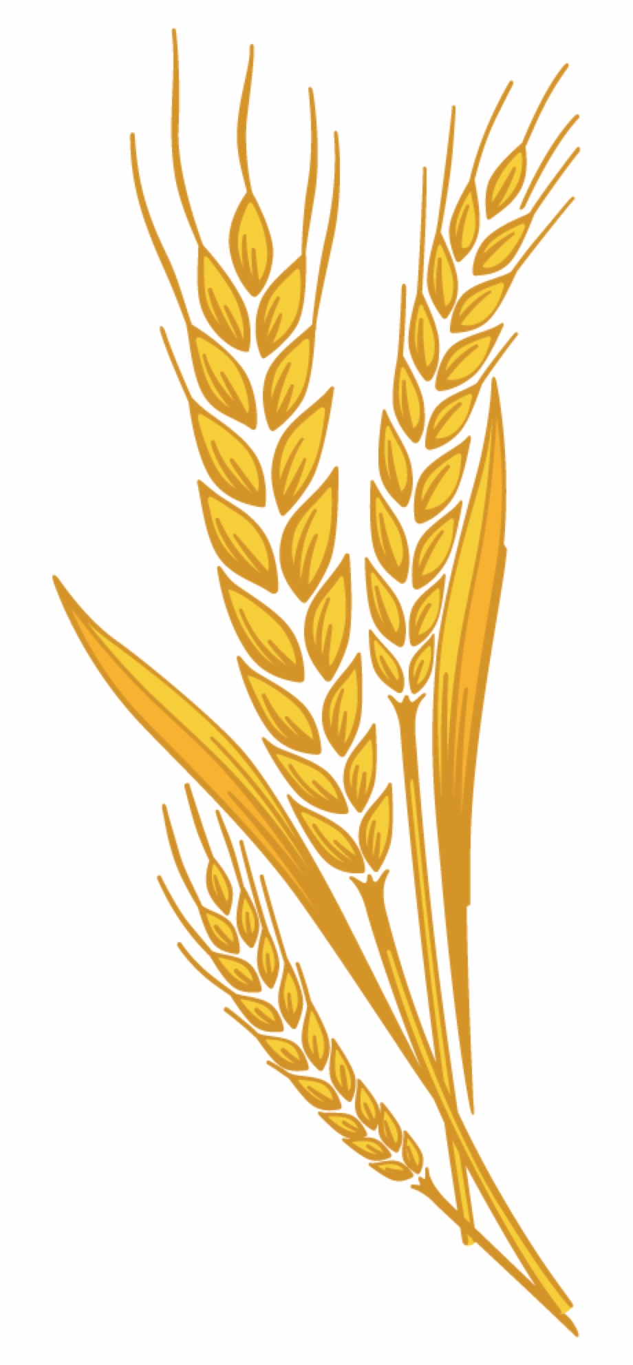920x1982 Freeuse Library Barley Vector Spike Wheat