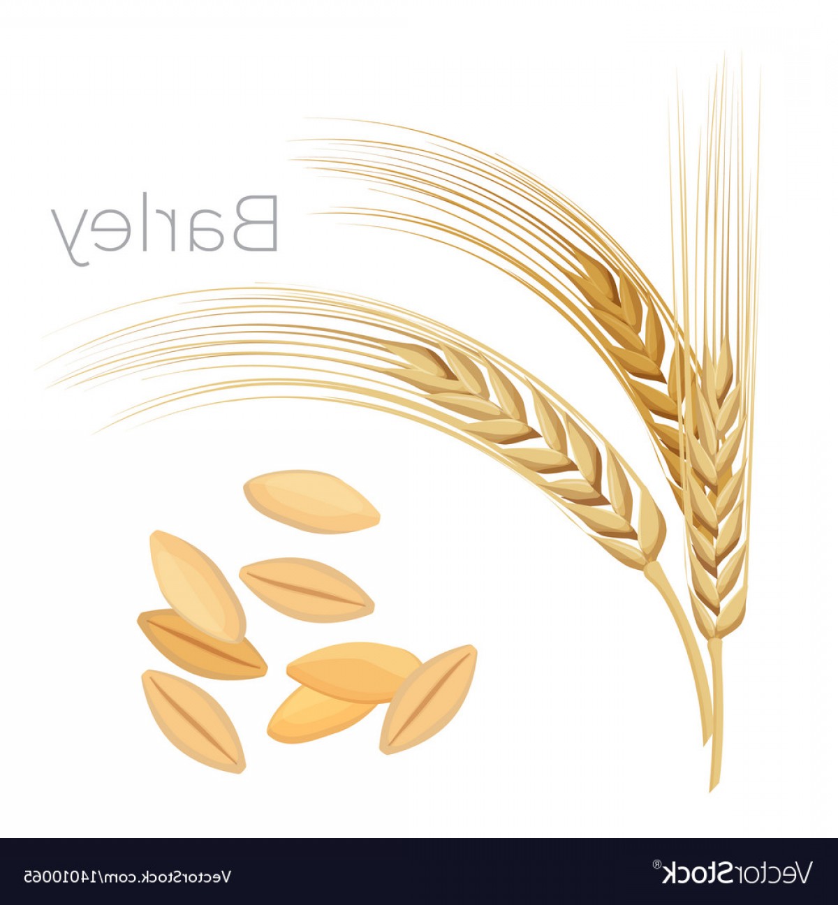 1200x1296 Wheat And Barley Vector Catamart