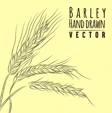 366x368 Wheat Barley Vector Free Vector Download