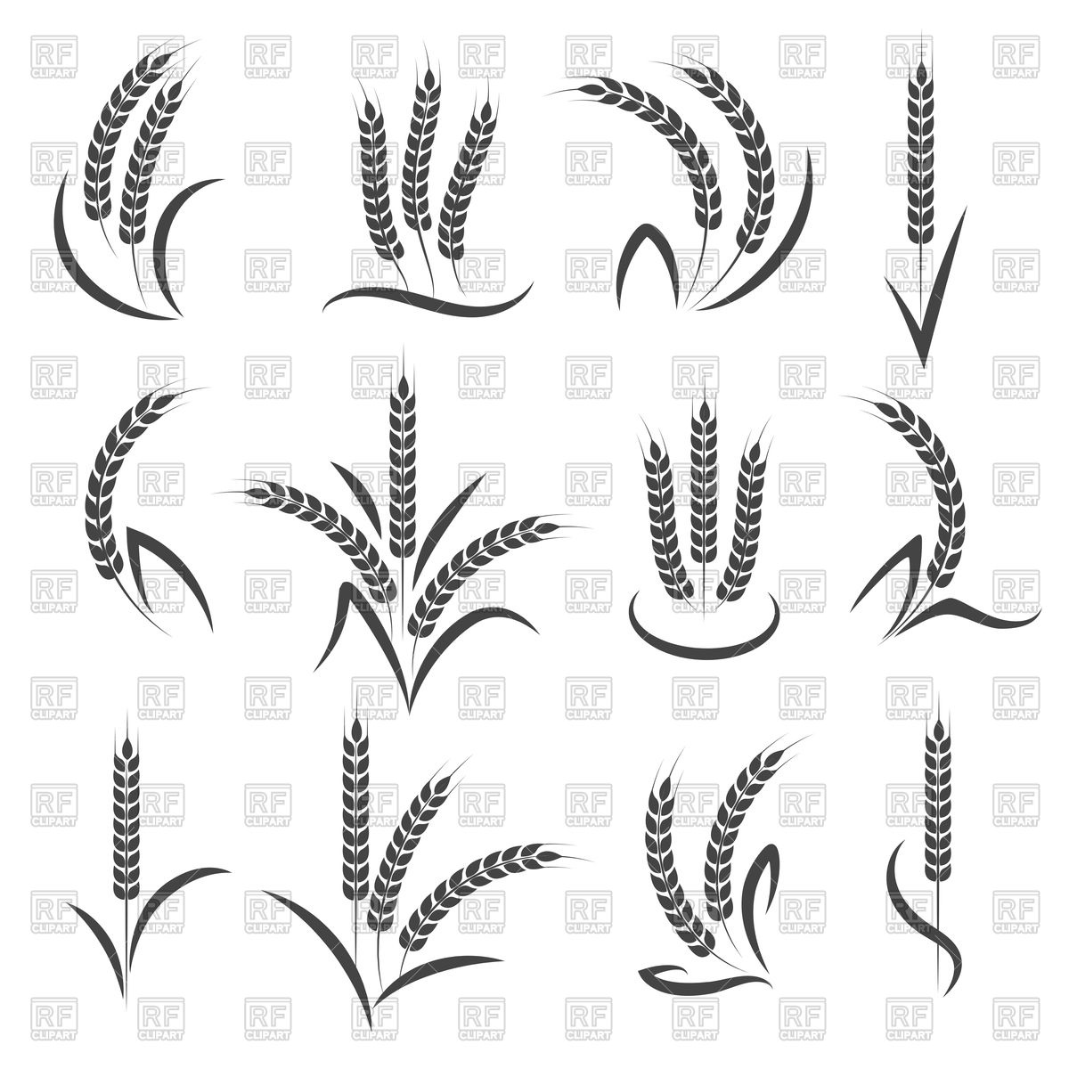 1200x1200 Wheat Or Barley Ears Branch Vector Image Of Plants And Animals