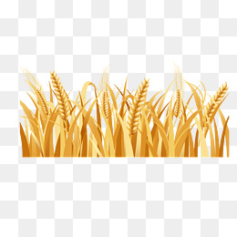 260x260 Barley Vector, Free Download Barley, Hops And Barley, Barley