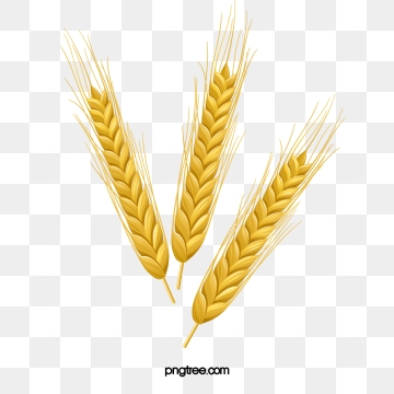 360x360 Barley Vector Png, Vector, And Clipart With Transparent