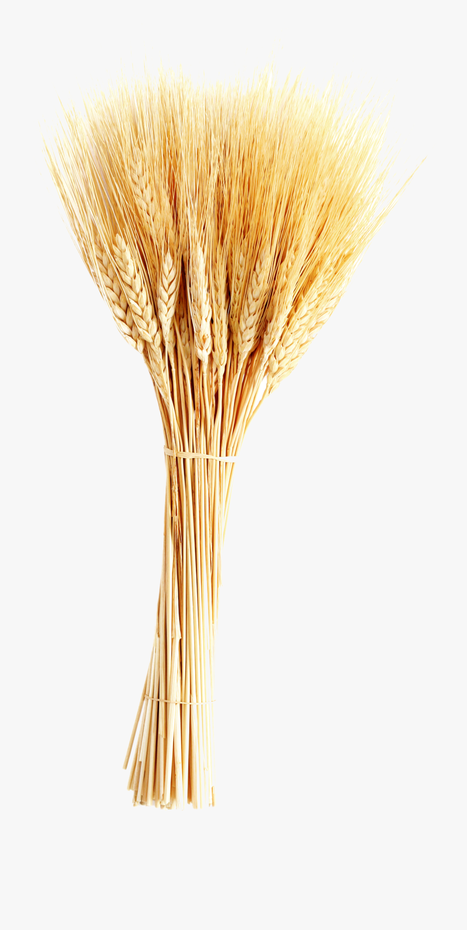 920x1831 Barley Vector Wheat