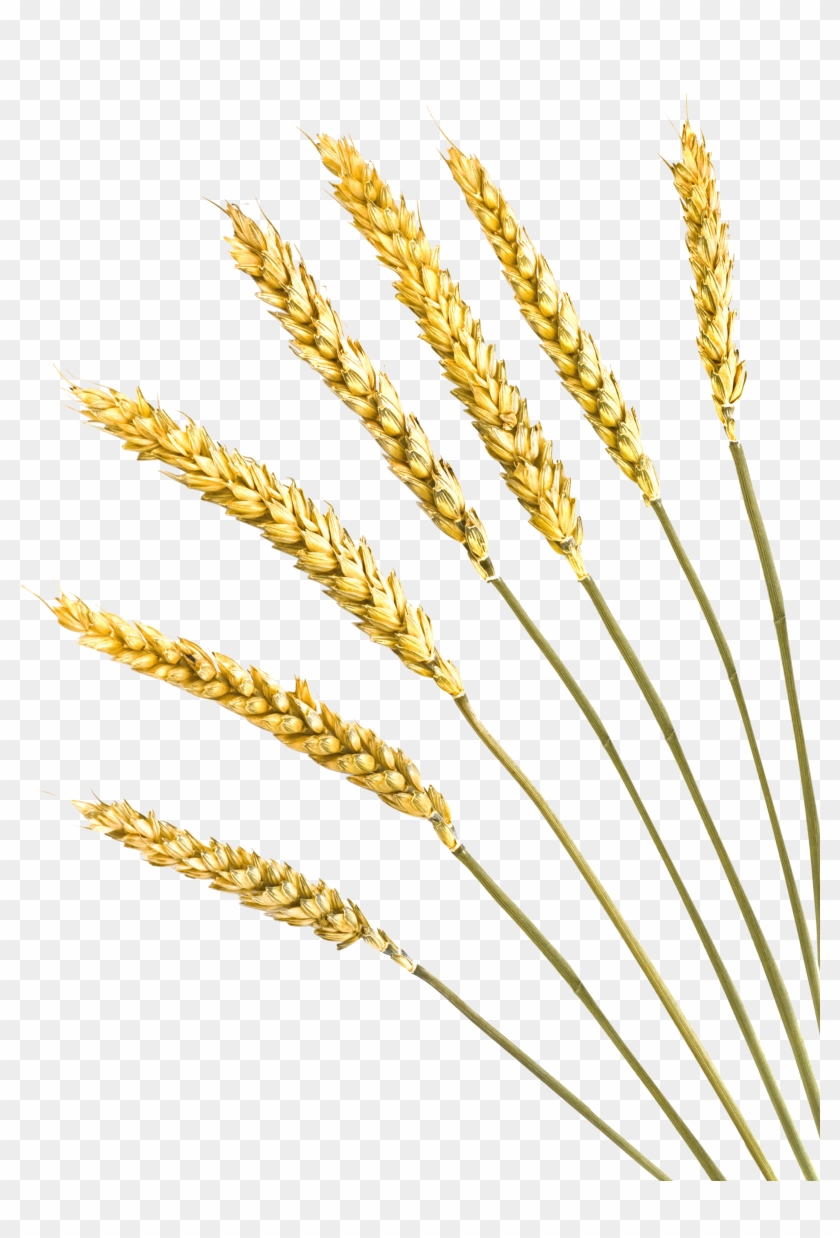 Barley Vector Free Download at Vectorified.com | Collection of Barley ...