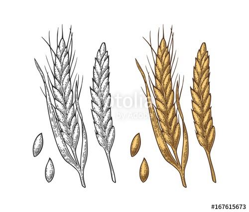 500x425 Ear Of Wheat, Barley And Grain Malt Vector Vintage Engraved