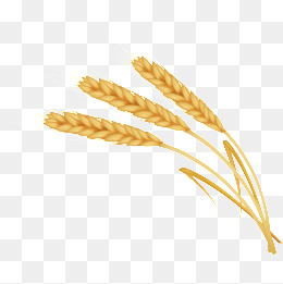 260x261 Barley Clipart Png, Vector, And Clipart With Transparent