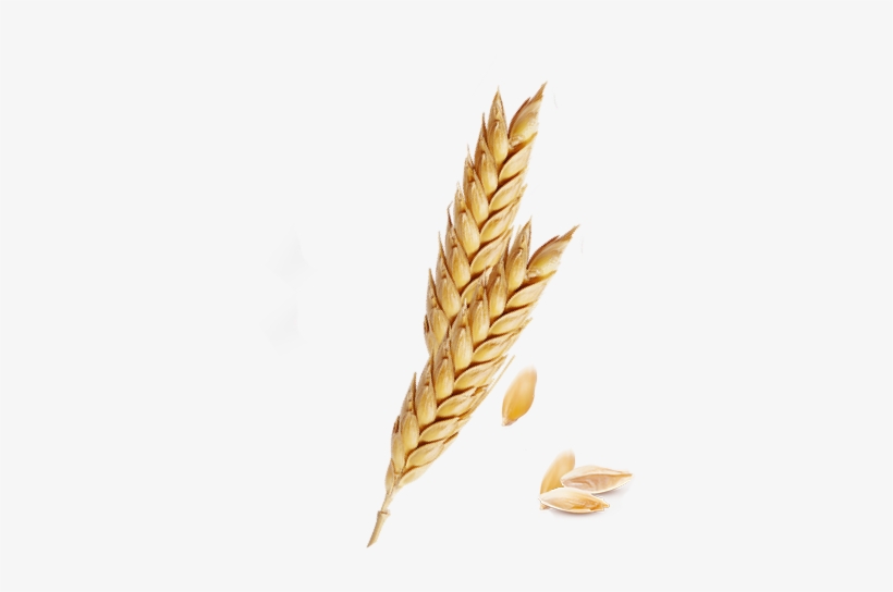 820x544 Png Freeuse Barley Vector Spike Wheat