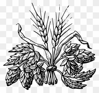 320x300 Vector Royalty Free Download Drawn Wheat Beer Free