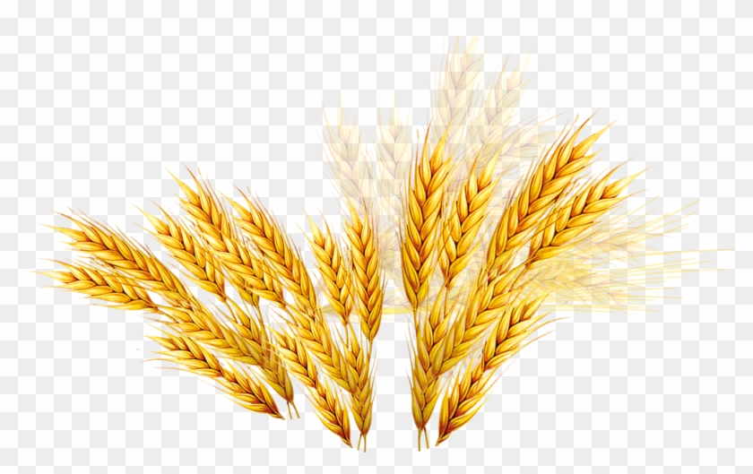 840x529 Vector Wheat Barley