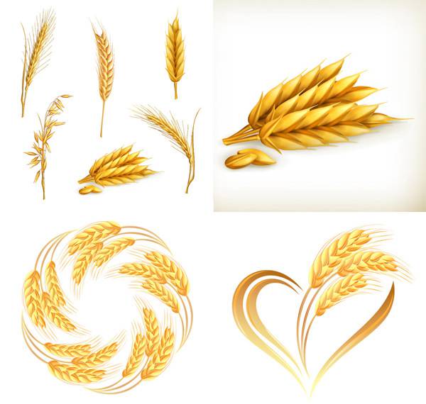 600x570 Wheaten Vector Material Free Download Dining Vector Free