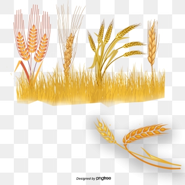 360x360 Barley Png, Vector, And Clipart With Transparent Background
