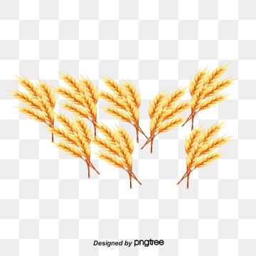 360x360 Barley Vector Png, Vector, And Clipart With Transparent