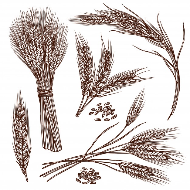 626x626 Barley Vectors, Photos And Free Download