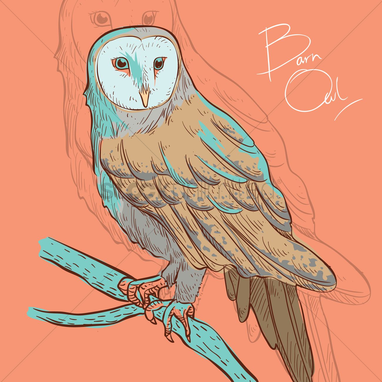 Barn Owl Vector Image 1300x1300 Barn Owl Vector Image