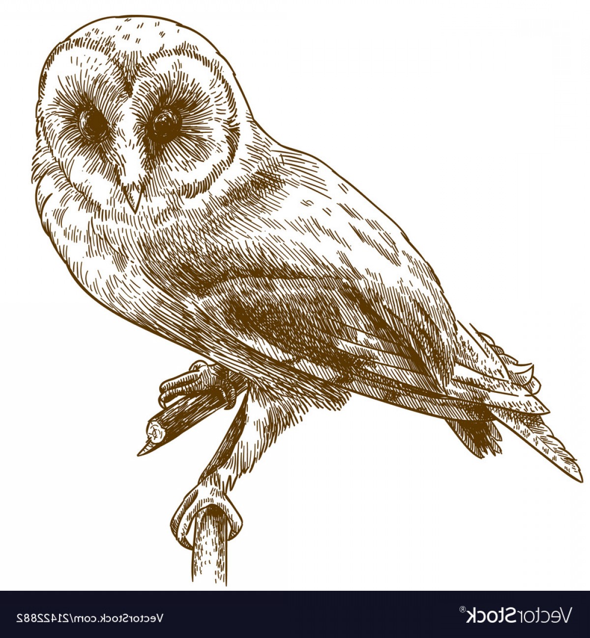 Engraving Drawing Of Barn Owl Vector Soidergi 1200x1296 Engraving Drawing Of Barn Owl Vector Soidergi