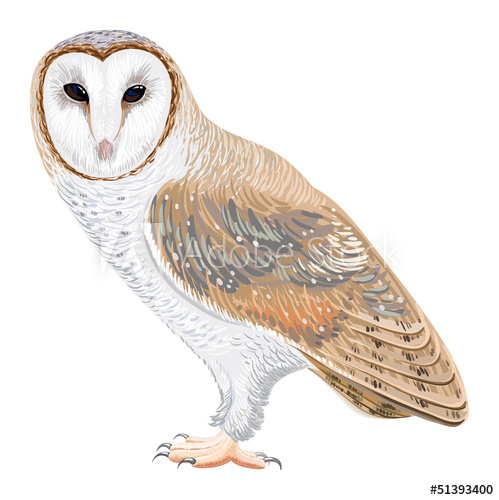 Barn Owl 499x500 Barn Owl