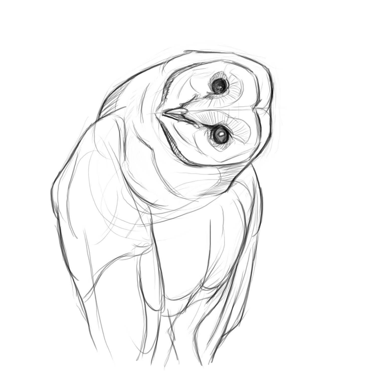 Huge Collection Of 'barn Owl Line Drawing' Download More Than 1500x1500 Huge Collection Of 'barn Owl Line Drawing' Download More Than