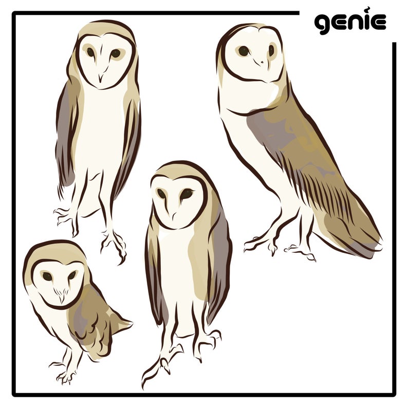 Barn Owl Bird Vector Graphic Illustration Hand Drawn Drawing Etsy 794x794 Barn Owl Bird Vector Graphic Illustration Hand Drawn Drawing Etsy