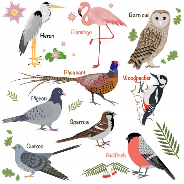 Barn Owl Vectors, Photos And Free Download 626x626 Barn Owl Vectors, Photos And Free Download