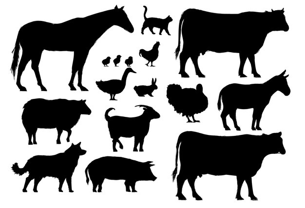 626x427 Goat Vectors, Photos And Free Download