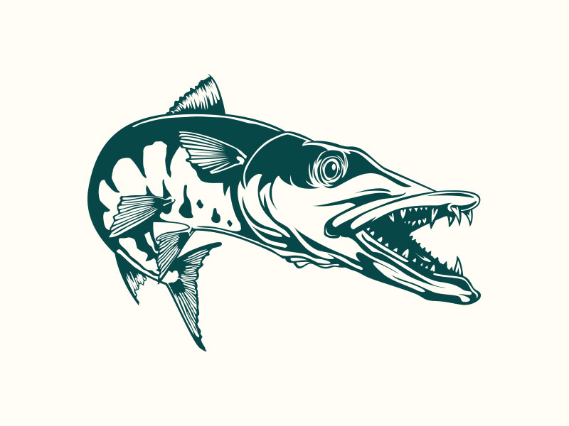 Download Barracuda Vector at Vectorified.com | Collection of ...