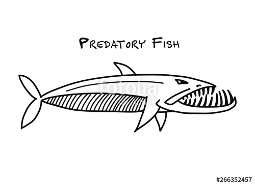 500x364 Barracuda Fish For Your Design Stock Image And Royalty Free