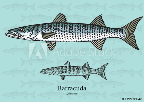 500x354 Barracuda Vector Illustration For Artwork In Small Sizes
