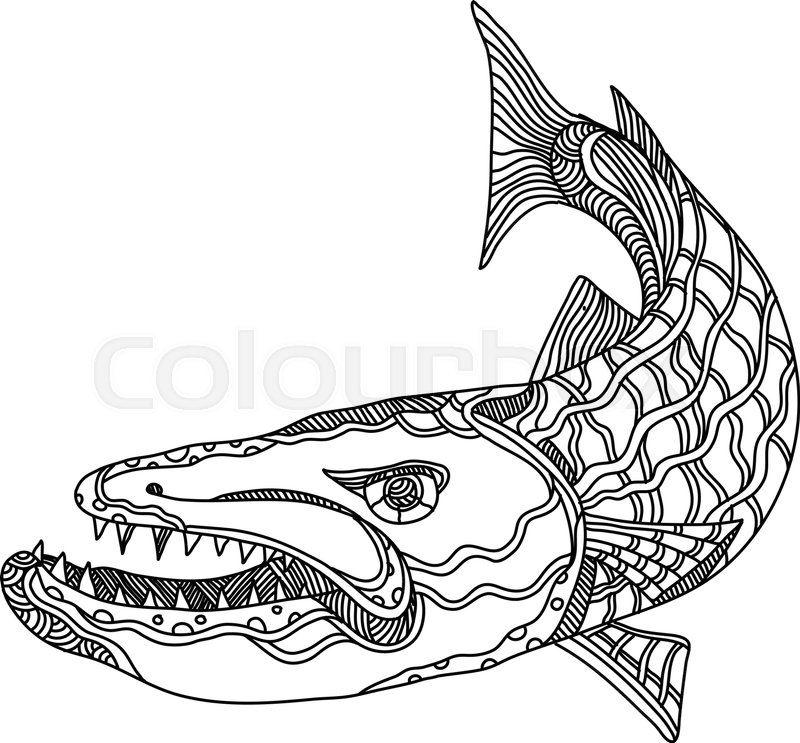 800x743 Doodle Art Illustration Of Barracuda, Stock Vector Colourbox