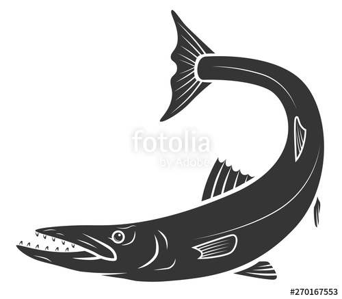 500x437 Monochrome Barracuda Stock Image And Royalty Free Vector