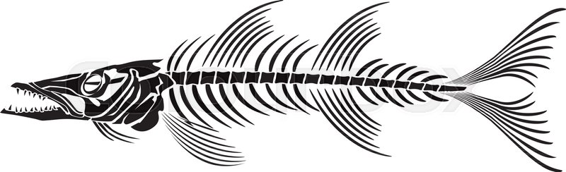 800x244 Skeleton Of Barracuda Fish Stock Vector Colourbox