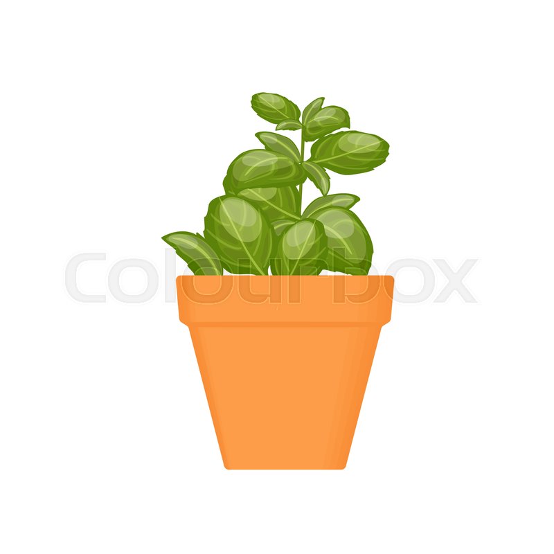 800x800 Basil Vector Culinary Herb In Stock Vector Colourbox