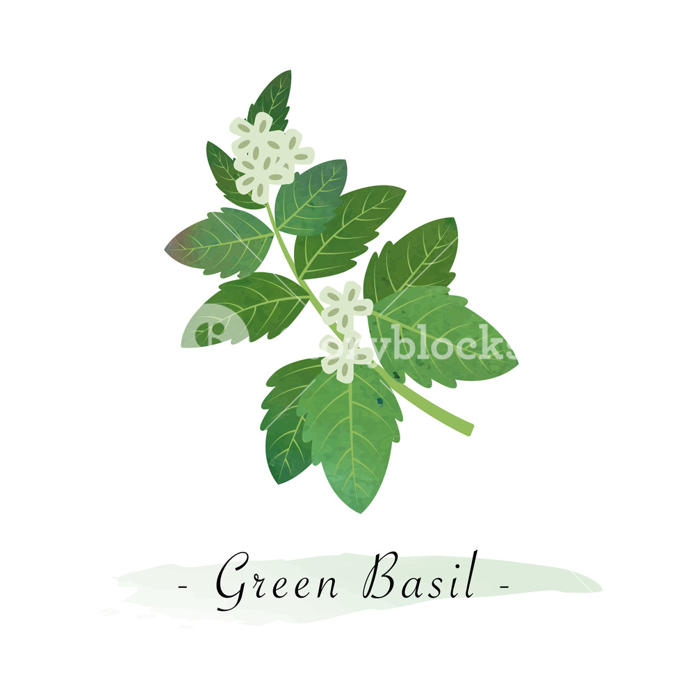 1000x1000 Colorful Watercolor Texture Vector Healthy Vegetable Green Basil