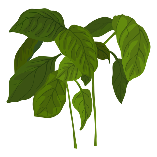 Basil Vector at Vectorified.com | Collection of Basil Vector free for ...