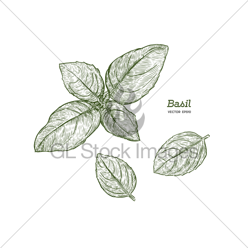 500x500 Realistic Sketch Illustration Of Green Basil, Vector Illu Gl