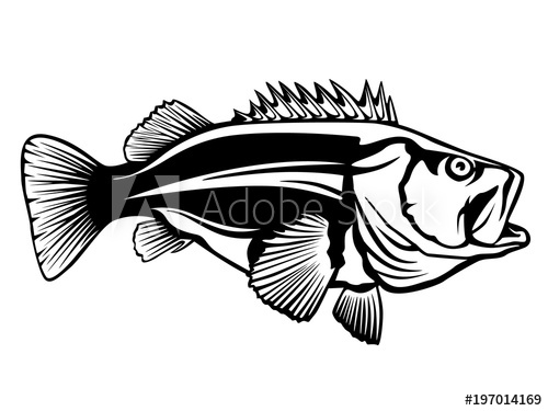 Fishing Logo Rock Fish Bass Fish With Rod Club Emblem Fishing 500x375 Fishing Logo Rock Fish Bass Fish With Rod Club Emblem Fishing