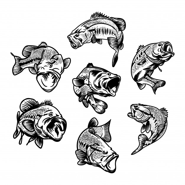 Set Of Big Bass Fish Illustration For Fishing Logo Vector 626x626 Set Of Big Bass Fish Illustration For Fishing Logo Vector
