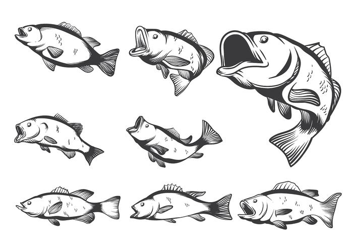 Bass Free Vector Art 700x490 Bass Free Vector Art