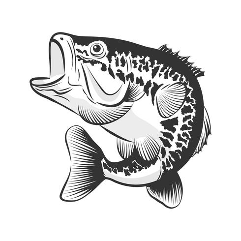 Bass Fish Line Drawing Style On White Background Design Element 490x490 Bass Fish Line Drawing Style On White Background Design Element