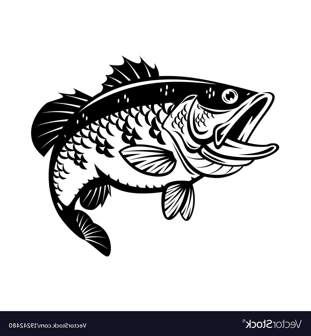 Bass Fish Vector at Vectorified.com | Collection of Bass Fish Vector ...