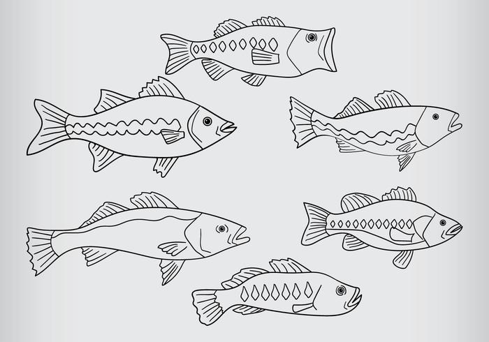 700x490 Bass Fish Vector Stock Images