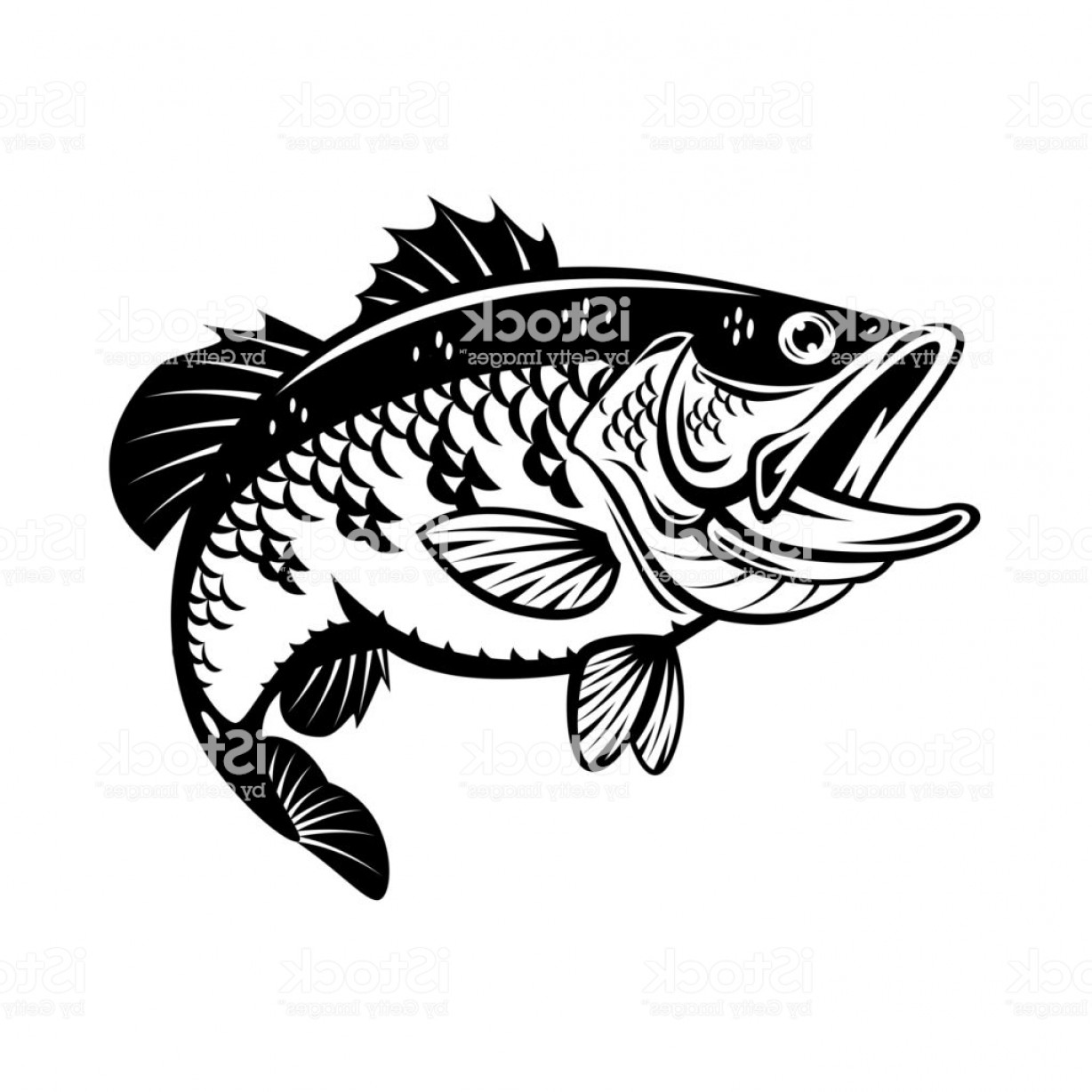 Bass Fish Vector at Vectorified.com | Collection of Bass Fish Vector ...