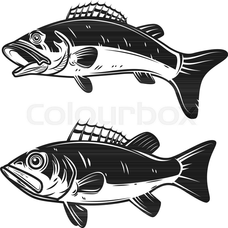 800x799 Set Of Bass Fish Illustrations Stock Vector Colourbox