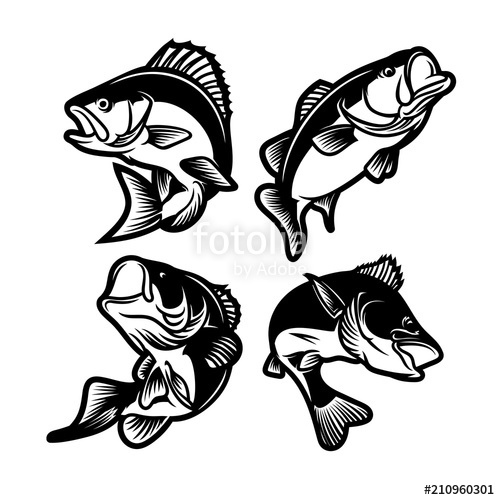 500x500 Set Of Big Bass Fish Illustration For Fishing Logo Fisherman Logo