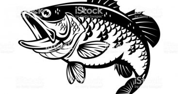 367x195 Bass Fish Vector Art Archives