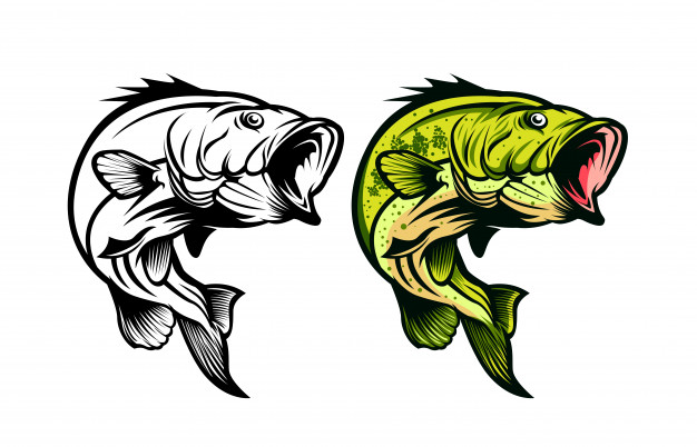 Download Bass Fish Vector at Vectorified.com | Collection of Bass ...