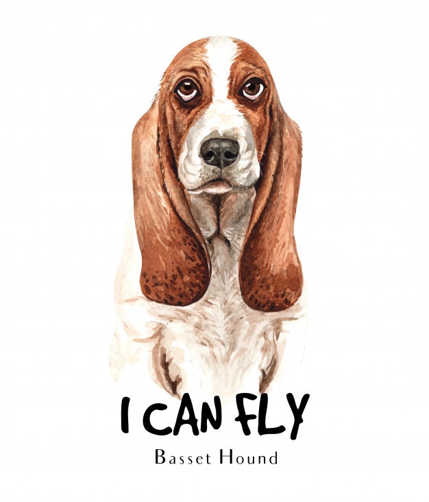 626x732 Basset Hound Vectors, Photos And Free Download