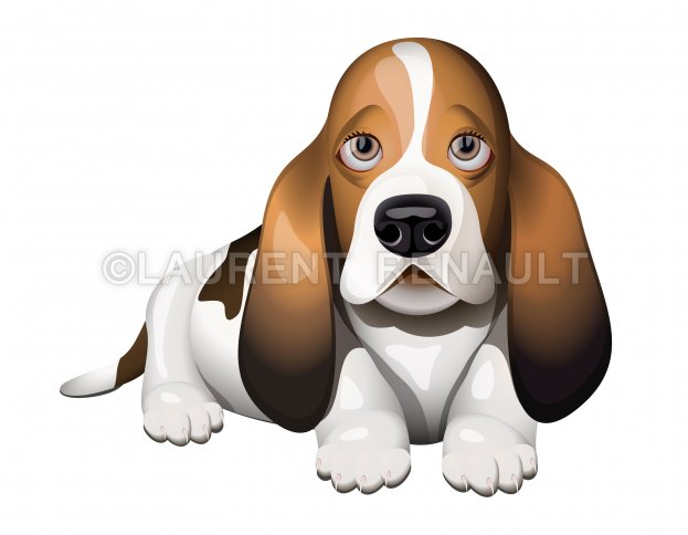 623x484 Basset Hound Puppy Vector Stock Images