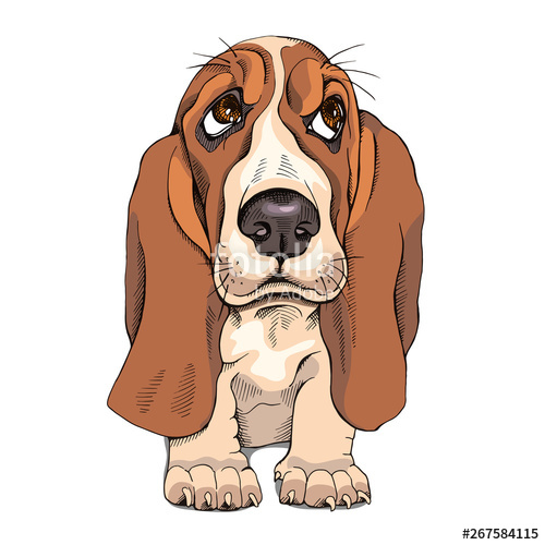 500x500 Portrait Of A Puppy Basset Hound Vector Illustration Stock